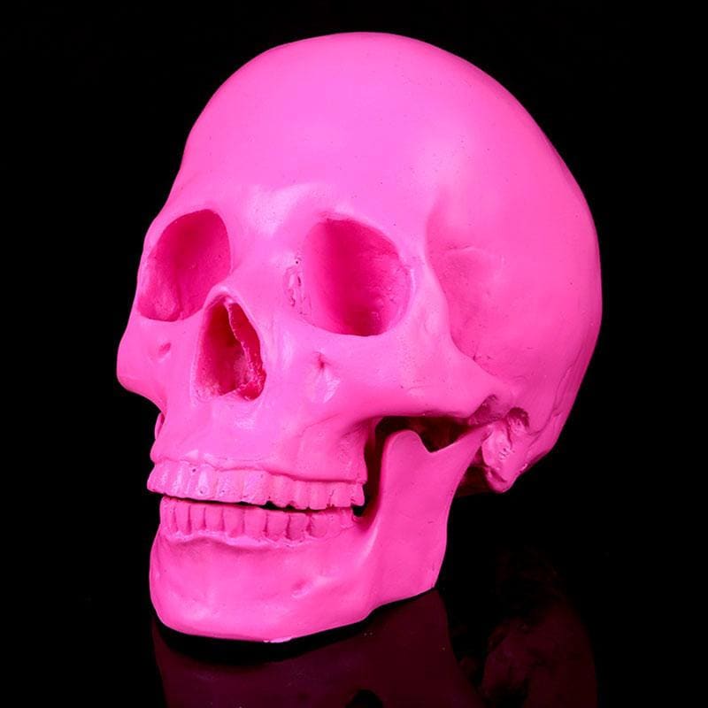 Skull Statue <br/> Decorative Skull