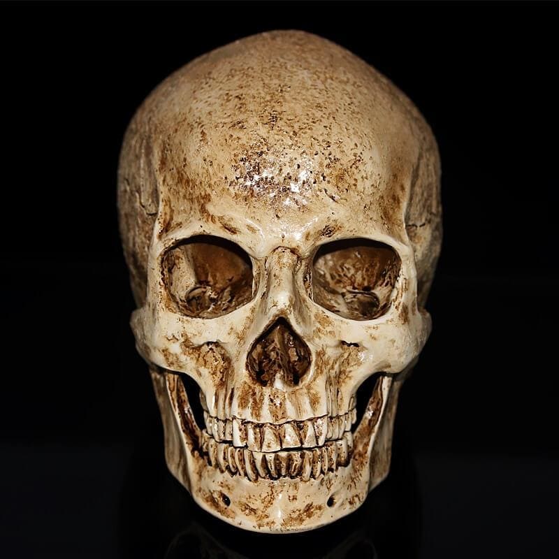 Skull Statue <br/> Ancient Skull 15 cm