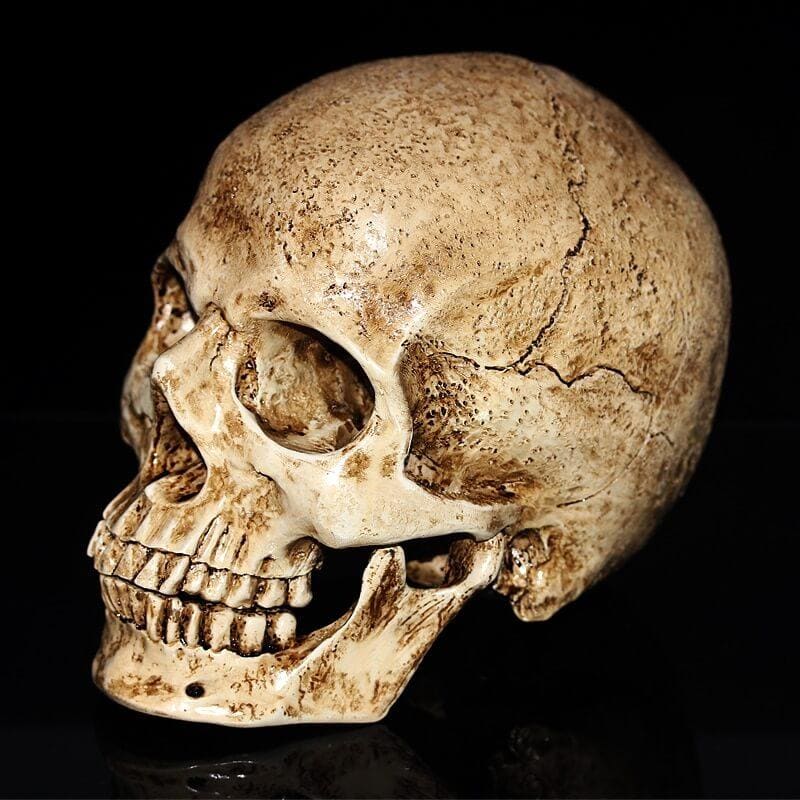 Skull Statue <br/> Ancient Skull 15 cm