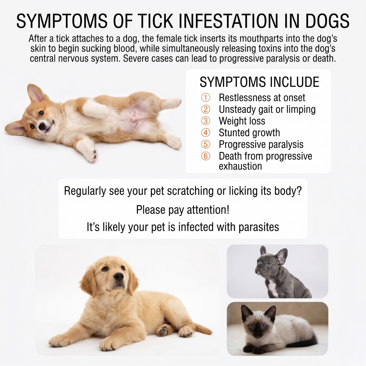 TopyQ™ 12 Months Flea and Tick Free for Dogs