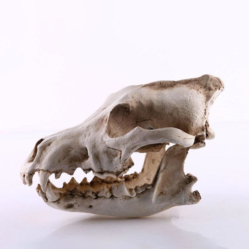 Skull Statue <br/> Animal Skull, Dog / Wolf, 14 cm