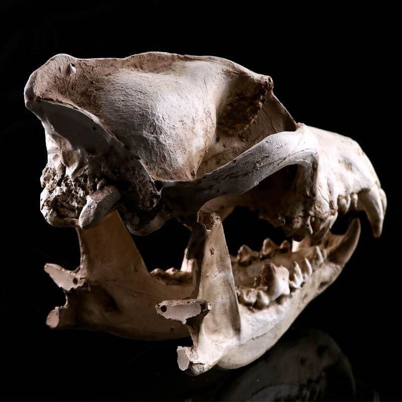 Skull Statue <br/> Animal Skull, Dog / Wolf, 14 cm