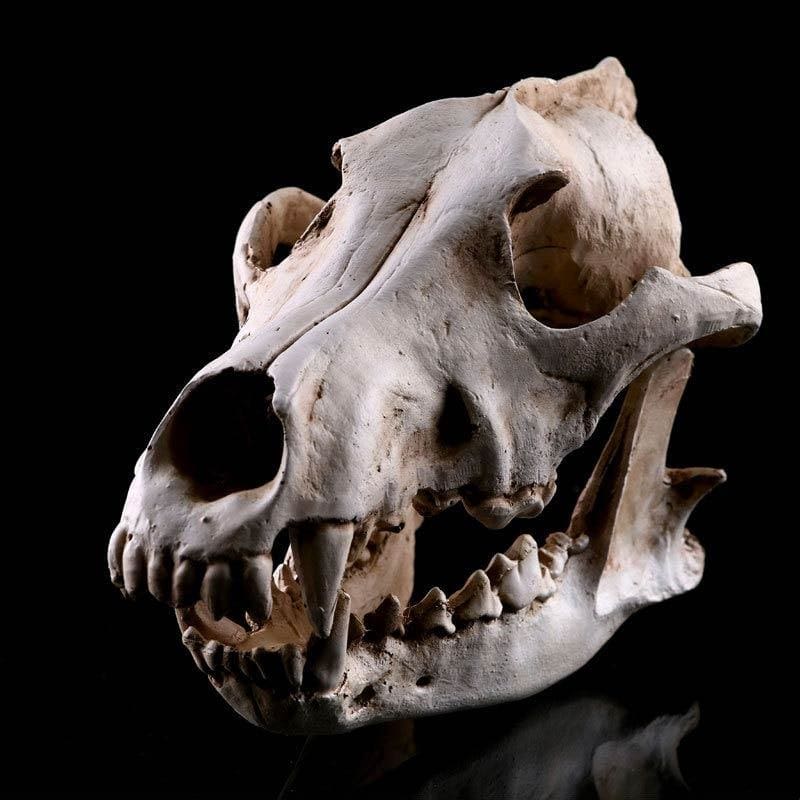 Skull Statue <br/> Animal Skull, Dog / Wolf, 14 cm