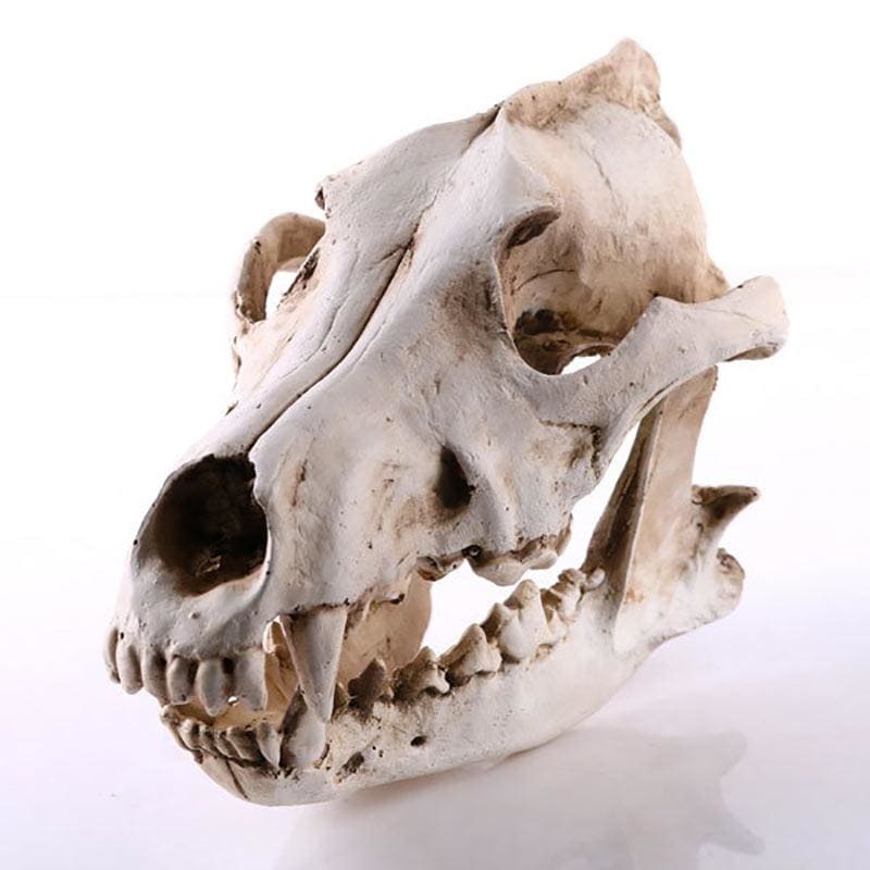 Skull Statue <br/> Animal Skull, Dog / Wolf, 14 cm