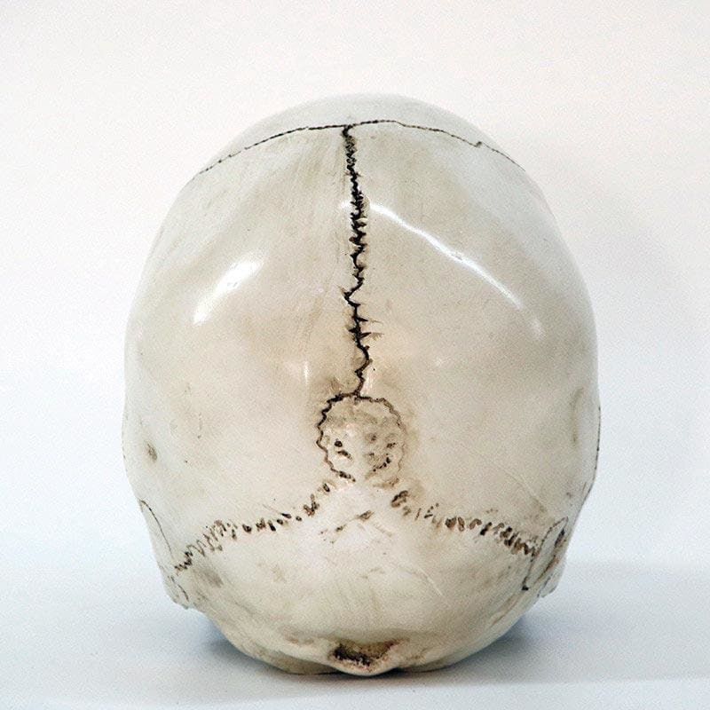 Skull Statue <br/> Skull 16 cm