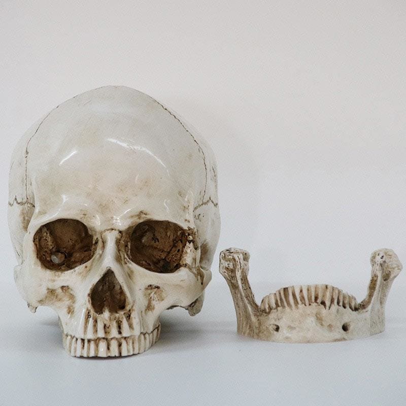 Skull Statue <br/> Skull 16 cm