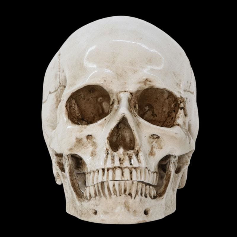 Skull Statue <br/> Skull 16 cm