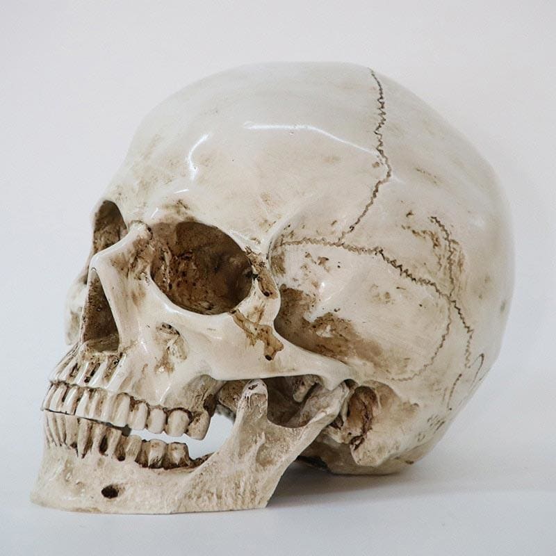 Skull Statue <br/> Skull 16 cm