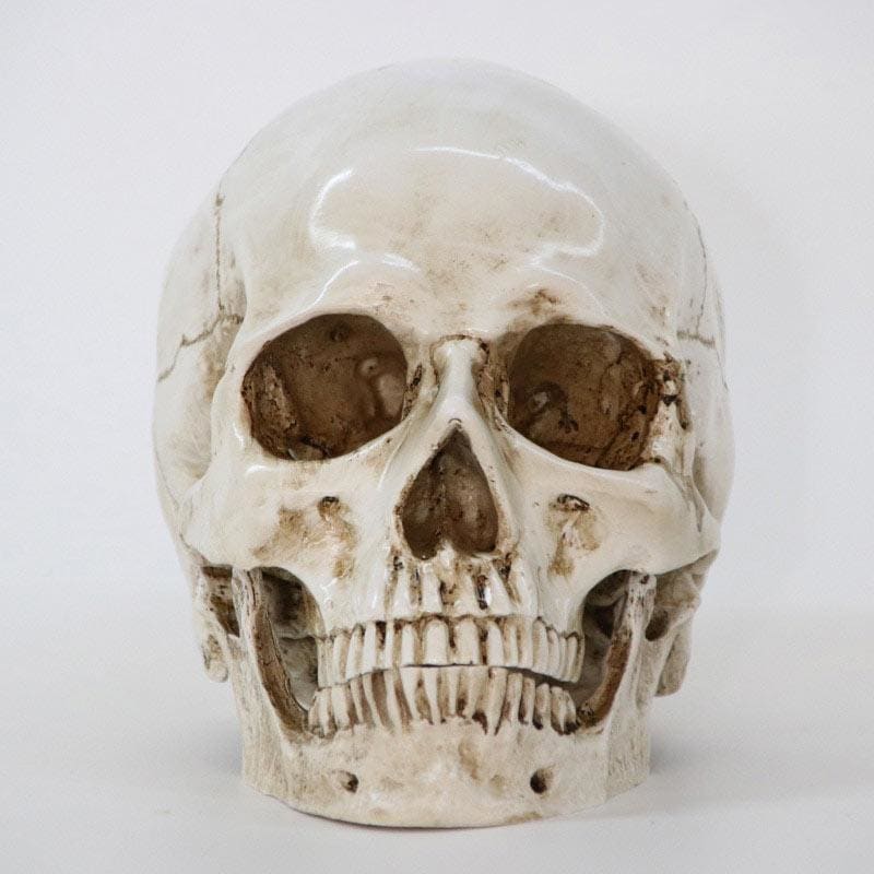 Skull Statue <br/> Skull 16 cm