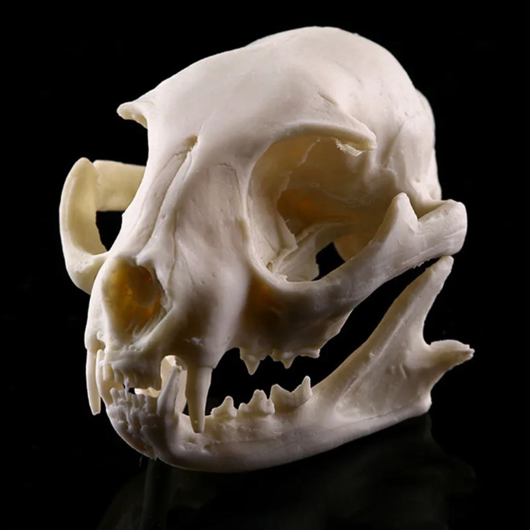 Cat Skull Statue 9 cm