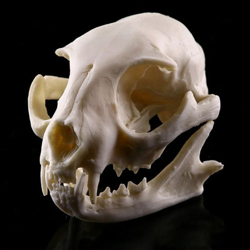 Cat Skull Statue 9 cm