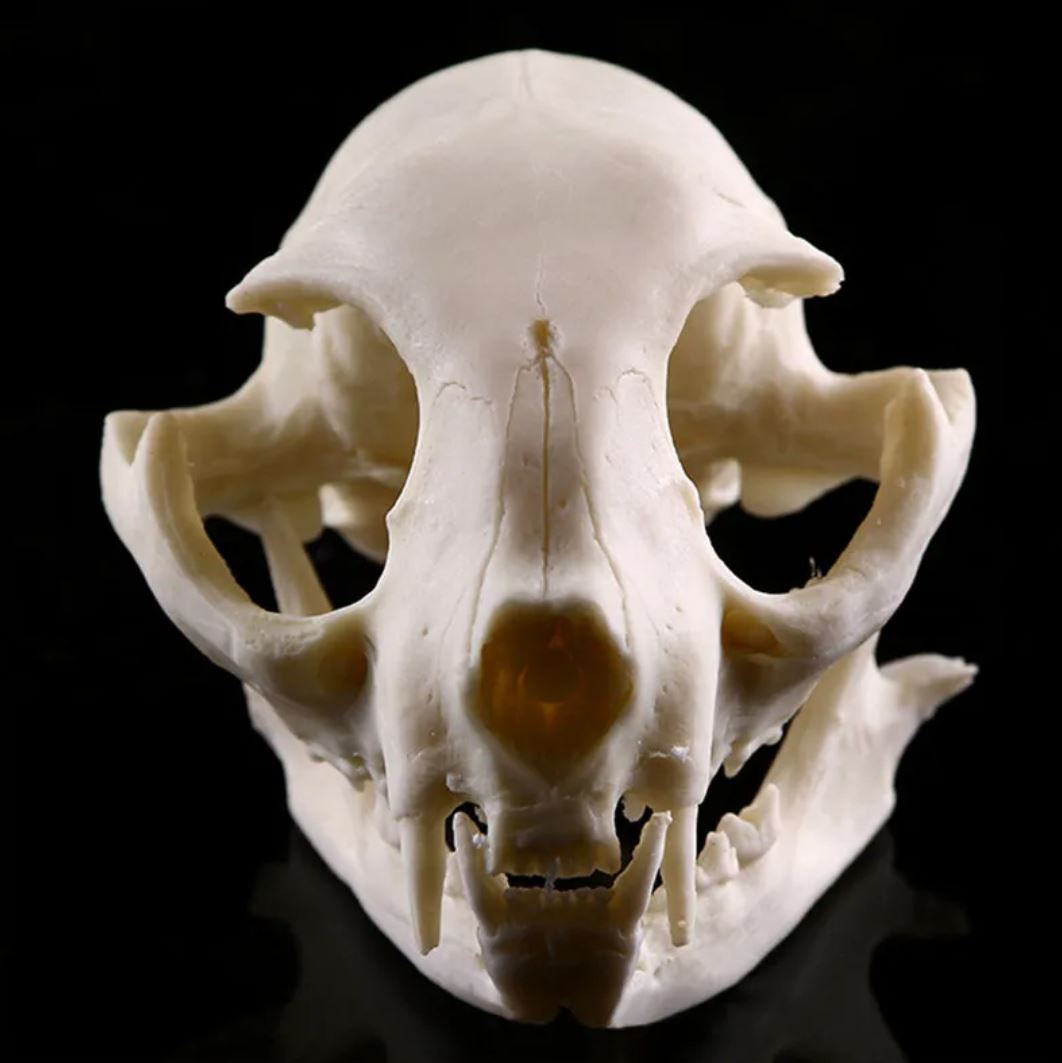 Cat Skull Statue 9 cm
