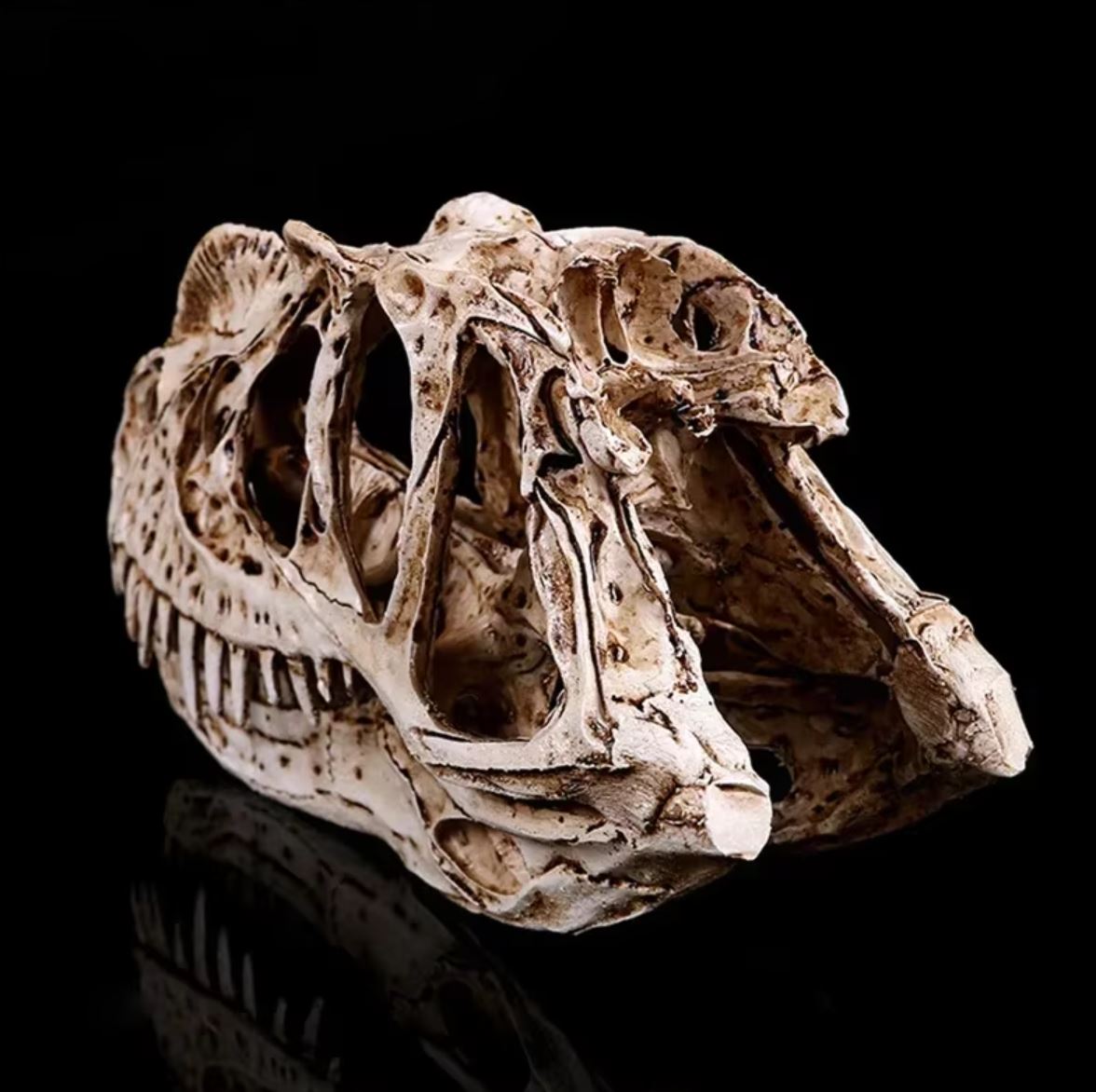 Ceratosaurus Dinosaur Skull Statue 11 cm