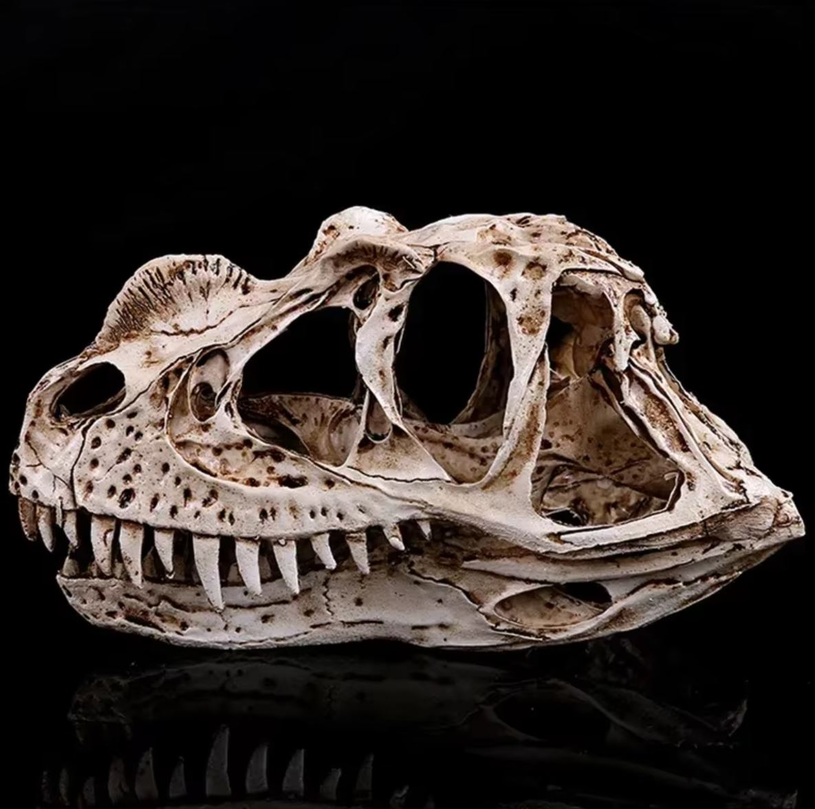 Ceratosaurus Dinosaur Skull Statue 11 cm