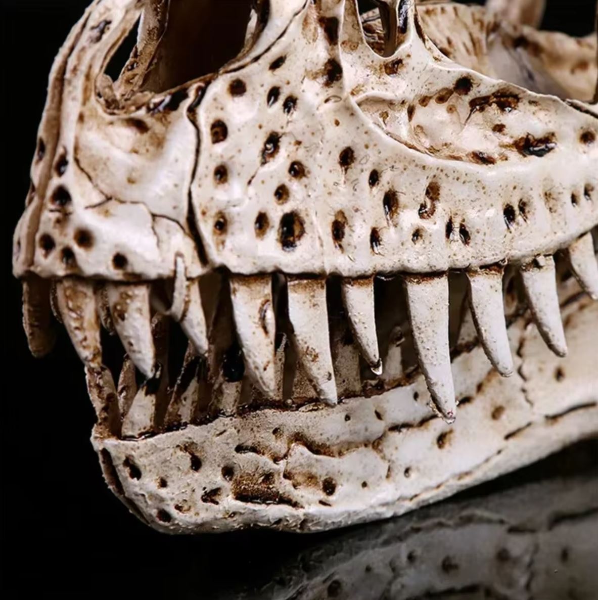 Ceratosaurus Dinosaur Skull Statue 11 cm