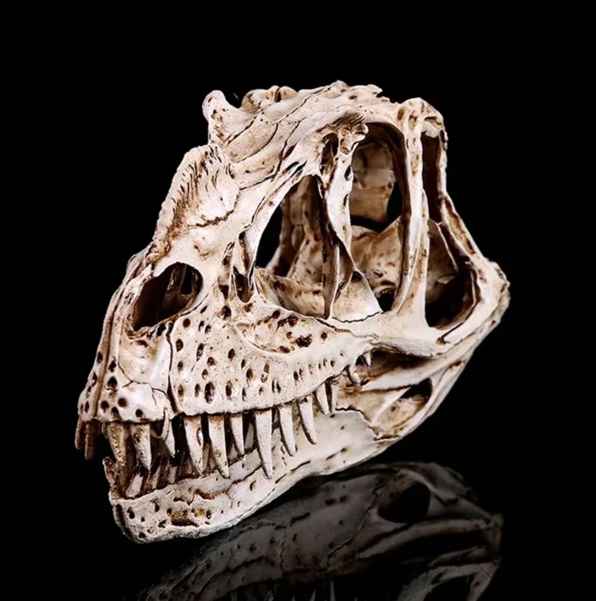 Ceratosaurus Dinosaur Skull Statue 11 cm