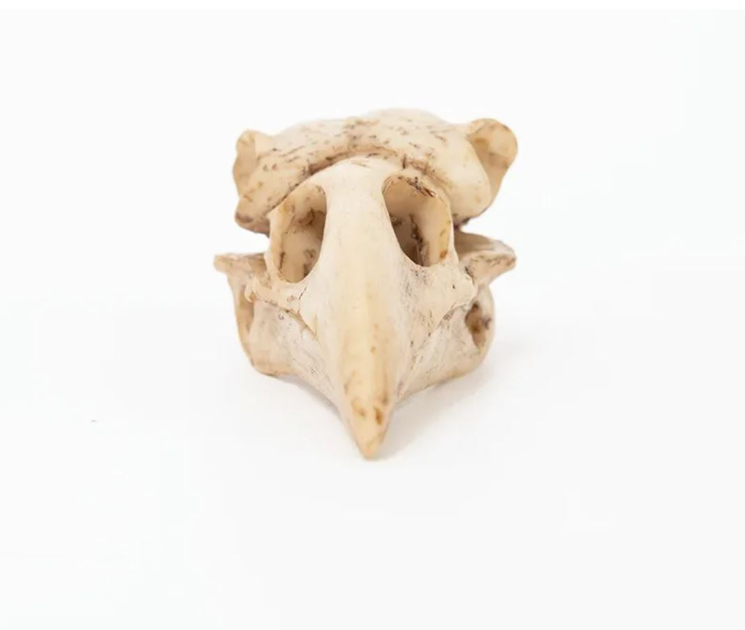 Bird Skull Statue 4 cm
