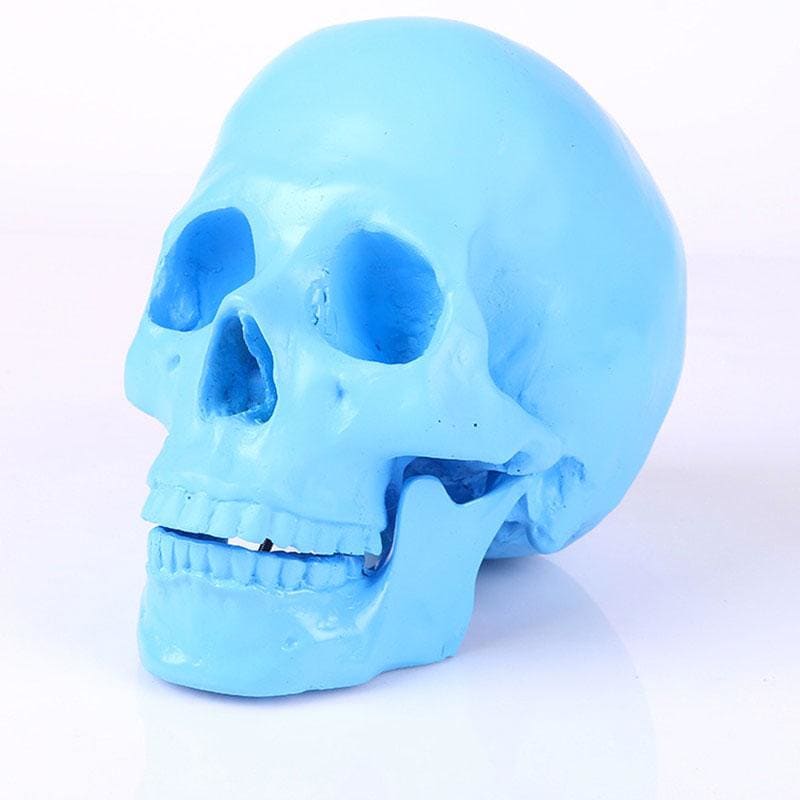 Skull Statue <br/> Decorative Skull