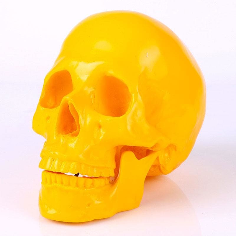 Skull Statue <br/> Decorative Skull