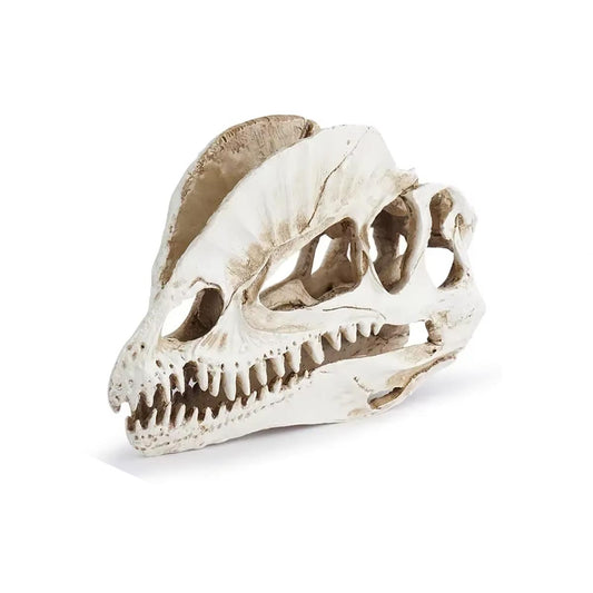 Dinosaur Skull Statue 12 cm