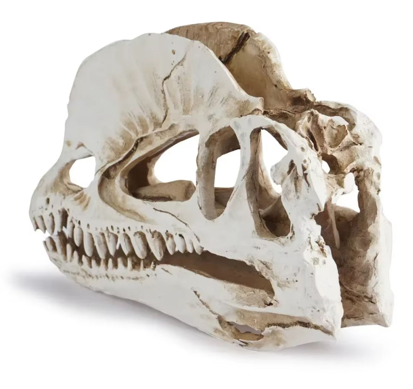 Dinosaur Skull Statue 12 cm