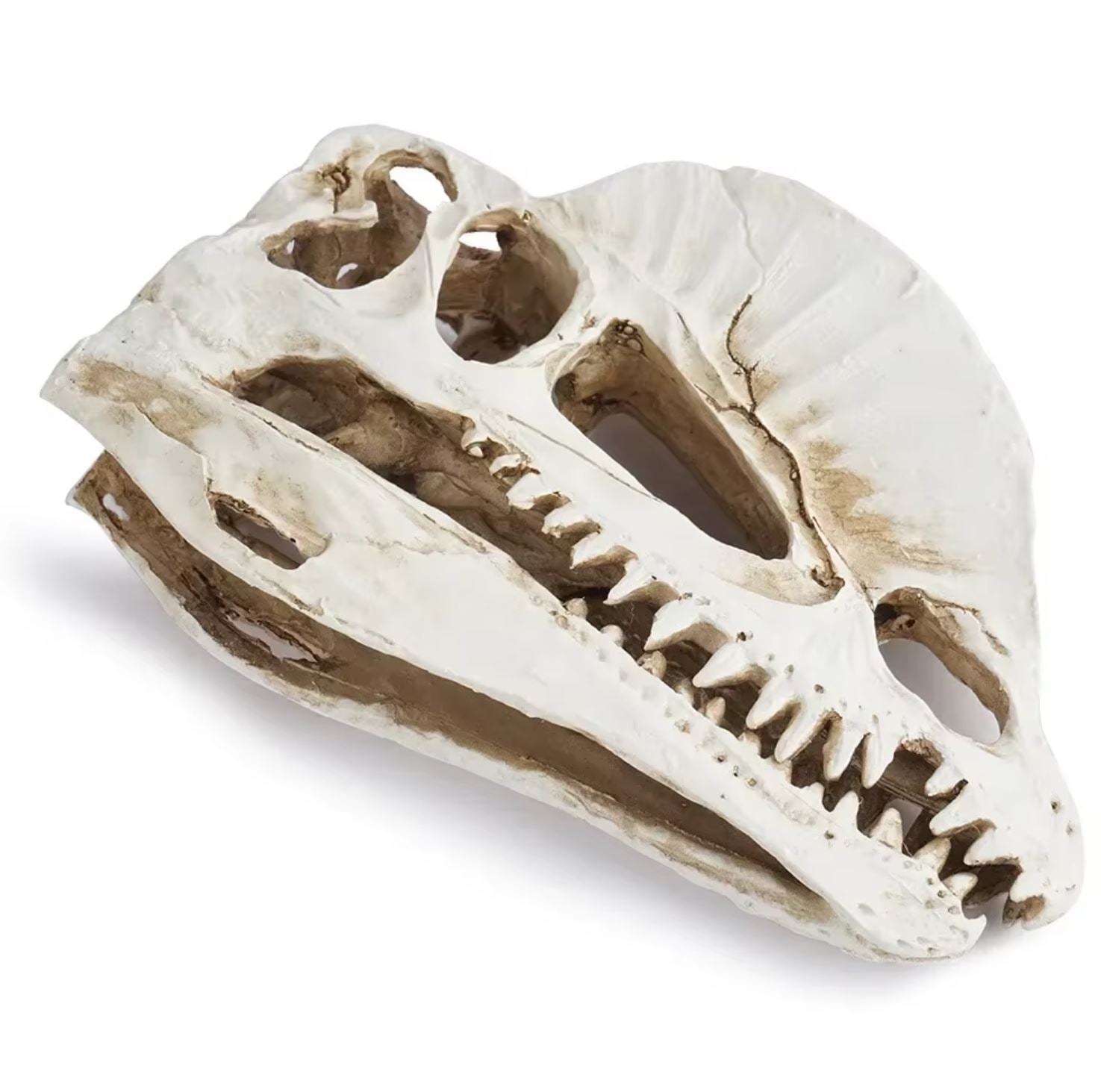 Dinosaur Skull Statue 12 cm