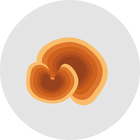 Ganoderma Lucidum Extract