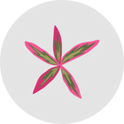 Fo-ti Extract