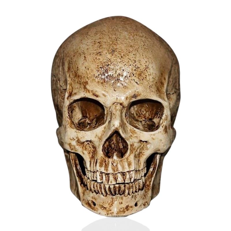Skull Statue <br/> Ancient Skull 15 cm