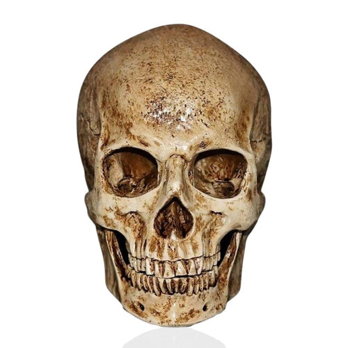 Skull Statue <br/> Ancient Skull 15 cm