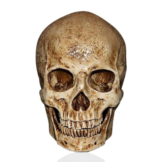 Skull Statue <br/> Ancient Skull 15 cm