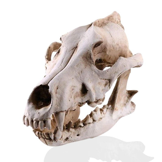Skull Statue <br/> Animal Skull, Dog / Wolf, 14 cm