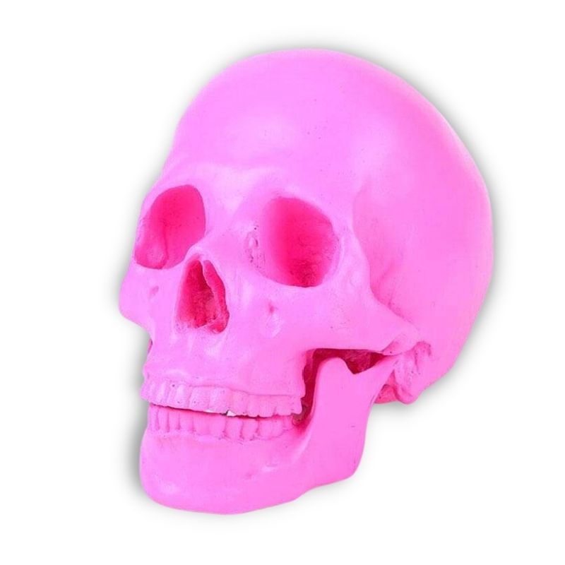 Skull Statue <br/> Decorative Skull