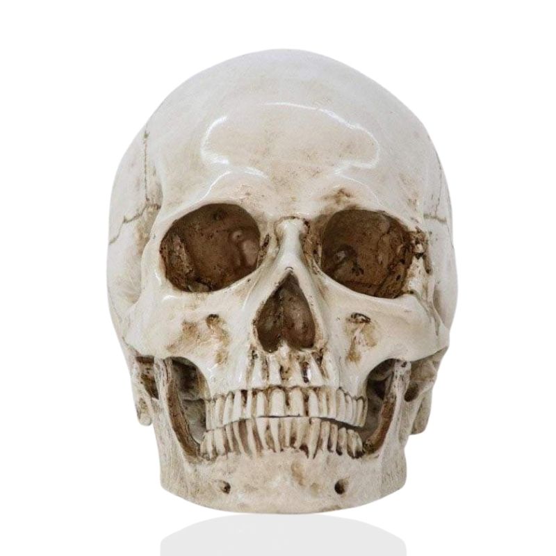 Skull Statue <br/> Skull 16 cm