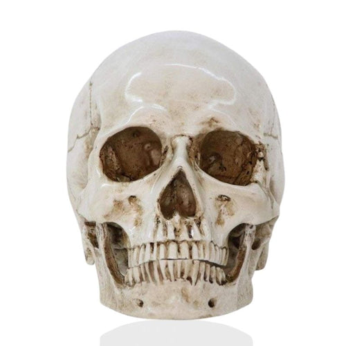 Skull Statue <br/> Skull 16 cm