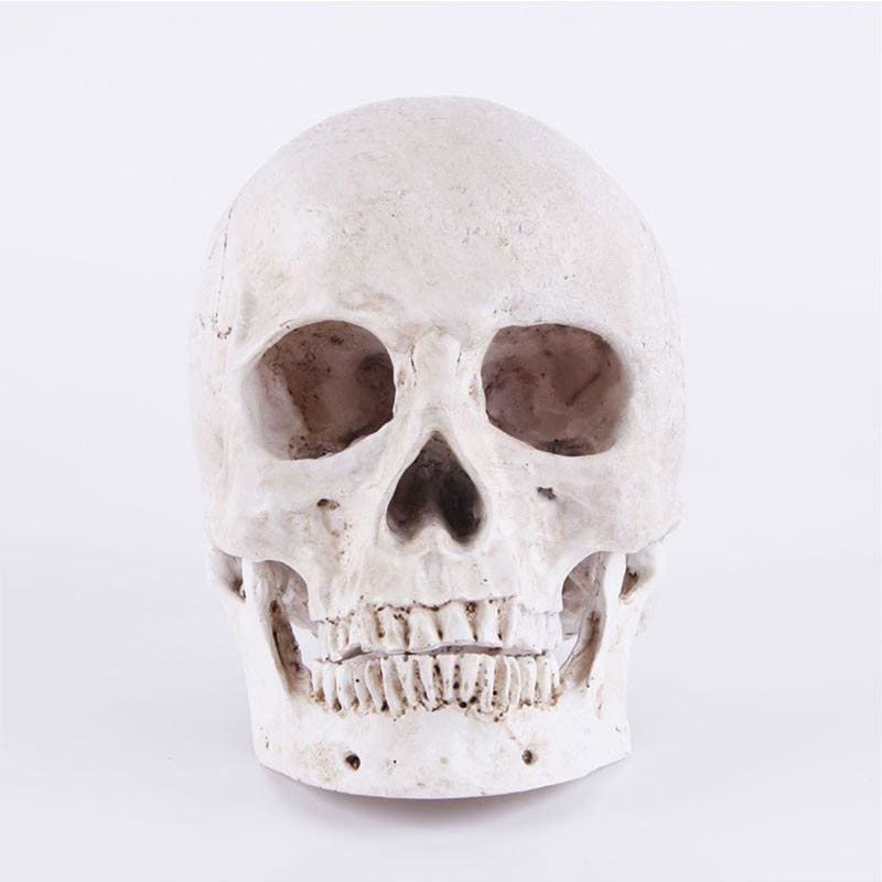 Skull Statue <br/> Decor 14 cm