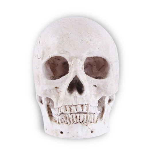 Skull Statue <br/> Decor 14 cm