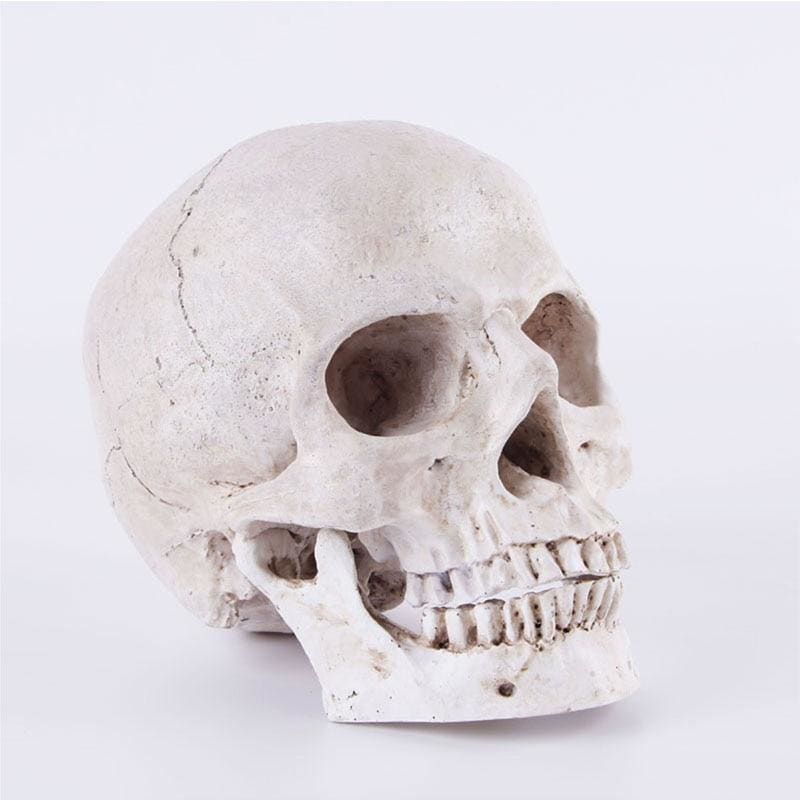 Skull Statue <br/> Decor 14 cm
